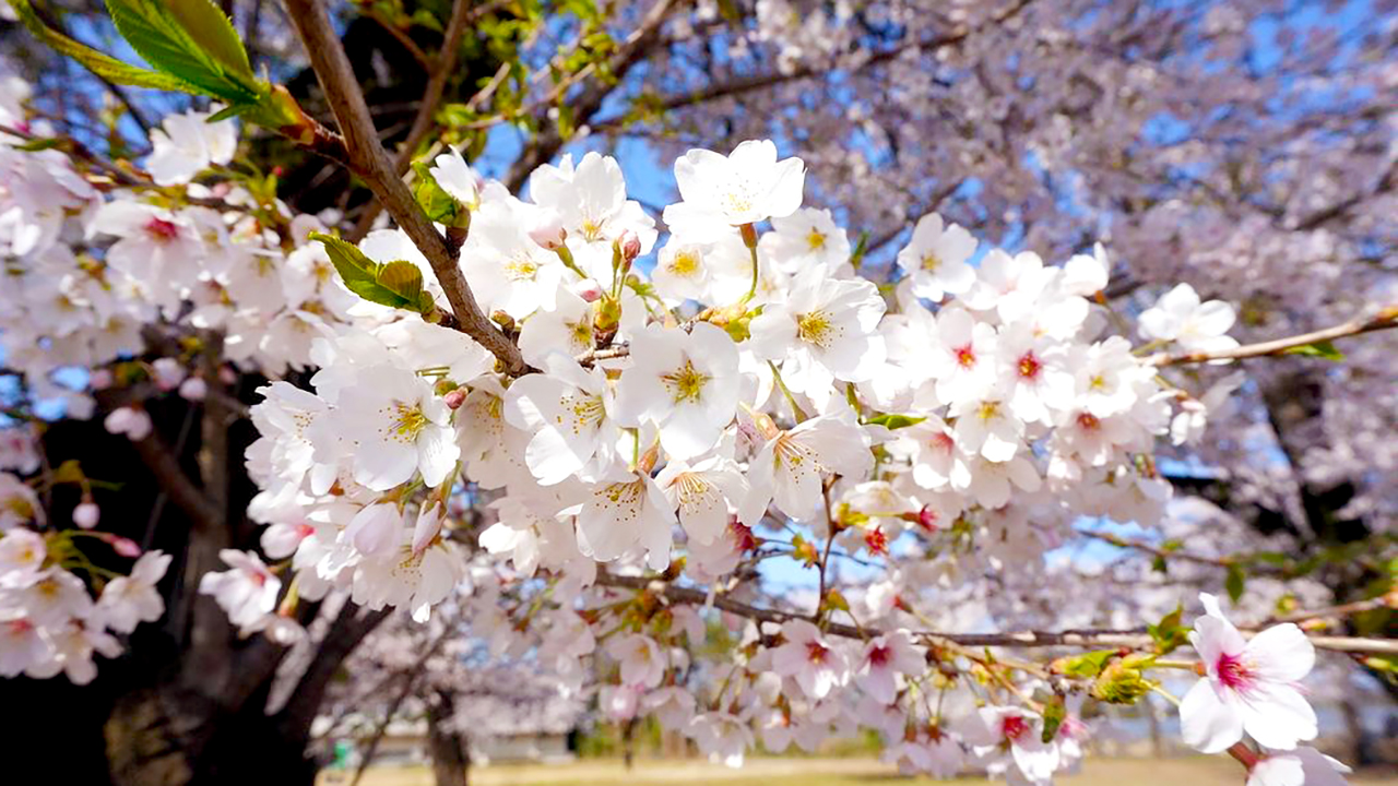 桜